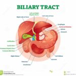 diagramma-sistema-medico-dell-illustrazione-di-vettore-del-tratto-biliare-con-lo-stomaco-il-pancreas-la-milza-le-condotte-della-111716714