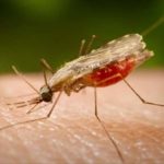 zanzara-malaria