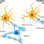 gettyimages-527617719-170667a