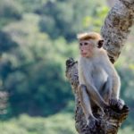 toque-macaque-4036088_960_720
