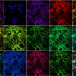 MIT-Imaging-Synapses-01_0