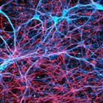 neuronspromo