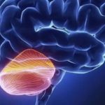 Cervelletto-anatomia-e-caratteristiche-funzionali-Psicologia-680x365