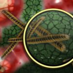 7-bacteria