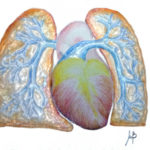 Arterie-polmonari-ipertensione-polmonare-510x383