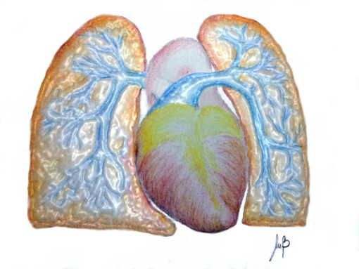 Arterie-polmonari-ipertensione-polmonare-510x383