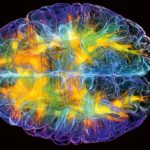 Brain_11-2