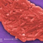 salmonella