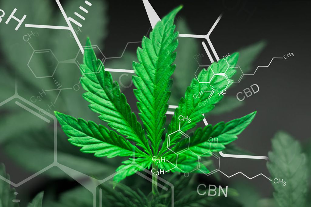 A beautiful sheet of cannabis marijuana in the defocus with the image of the formula THC CBD CBN abstract