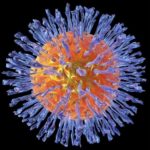 herpes_virus