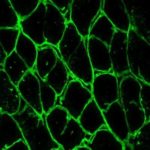 inhibitingap