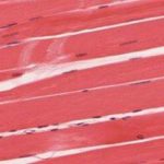 414_skeletal_smooth_cardiac