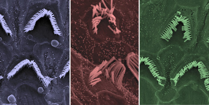 nature medicine image v4