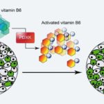 vitaminb6leu