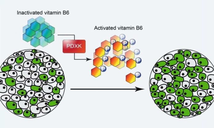 vitaminb6leu