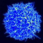 2020-human-t-cell