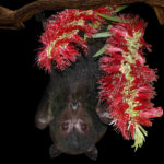 Pteropus_alecto_LinfaWang-crop