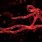 ebola-kLeB-U31401712602799owH-593x443@Corriere-Web-Sezioni