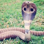 kingcobra