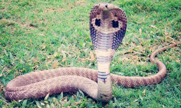 kingcobra