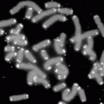 telomeres