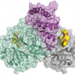 10-coronaviruss
