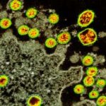 c0482483-covid-19_coronavirus_tem_web