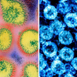 flu-v-covid19-e444010000c7ba76f3c1c77221cac4f87c6a28ba-s700-c85