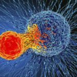scoperta-cellula-contro-cancro