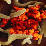 MIT-Covid-Cell-Types-01_0