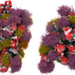 covid19spikeproteins-810x503
