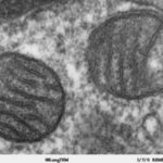 1-mitochondria
