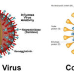 Influenza-vs-Coronavirus-1