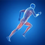 Illustration of a jogger's muscles