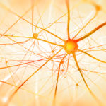 Neurons in the brain on light background