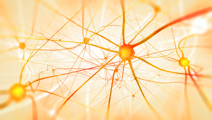 Neurons in the brain on light background