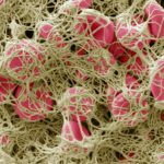 d41586-020-01403-8_17961884