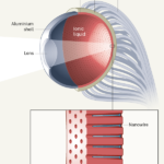 d41586-020-01420-7_17986572