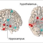 neural-home-stress-neurosceinws