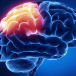Parietal lobe - Human brain in x-ray view