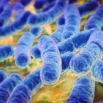 gut-microbiota-810x540