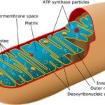 mitochonria-protein-longevity-neuroscineews-public-849x849