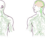 new-lymphatic-system-map