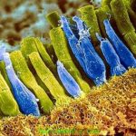 setchatka-funkcii-i-stroenie-funkcii-setchatki-glaza-2