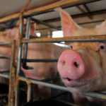 070220_EG_swine-flu_feat-1028x579