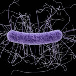 081516_EL_difficile_main_free