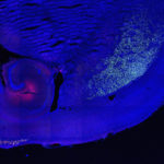 Feature_Memory_Neurons-720x480