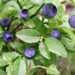 Mirtillo-nero-1-e1568716267161