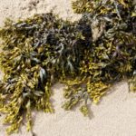Seaweed_-_Bladderwrack_Fucus_vesiculosus_(25465284648)