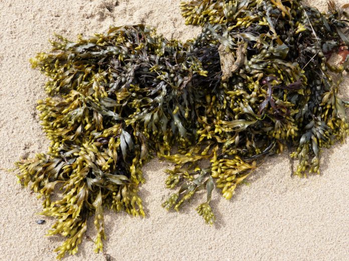 Seaweed_-_Bladderwrack_Fucus_vesiculosus_(25465284648)